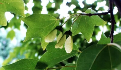 三角枫（Acer buergerianum Miq.）
三角枫（三角槭）是槭树科槭树属下的一种，现多原变种var. buergerianum，产山东、河南、江苏、浙江、安徽、江西、湖北、湖南、贵州和广东等省。生于海拔300-1000米的阔叶林中。…