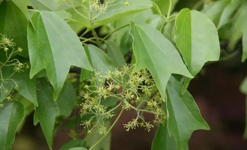 三角枫（Acer buergerianum Miq.）
三角枫（三角槭）是槭树科槭树属下的一种，现多原变种var. buergerianum，产山东、河南、江苏、浙江、安徽、江西、湖北、湖南、贵州和广东等省。生于海拔300-1000米的阔叶林中。日本也有分布。
三角枫属于落叶乔木，高5-10米，稀达20米。树皮褐色或深褐色，粗糙。小枝细瘦；当年生枝紫色或紫绿色，近于无毛，叶纸质，基部近于圆形或楔形，外貌椭圆形或倒卵形，长6-10厘米，通常浅3裂，裂片向前延伸，稀全缘，中央裂片三角卵形，急尖、锐尖或短渐尖；裂片边缘通常全缘，稀具少数锯齿；裂片间的凹缺钝尖；上面深绿色，下面黄绿色或淡绿色，被白粉，花多数常成顶生被短柔毛的伞房花序，直径约3厘米，开花在叶长大以后；花瓣5 ，淡黄色，狭窄披针形或匙状披针形，长约2 毫米，花柱无毛，很短、2裂，柱头平展或略反卷；翅与小坚果共长2-2.5厘米，稀达3厘米，宽9-10毫米，中部最宽，基部狭窄，张开成锐角或近于直立。
花期4月，果期8月。
