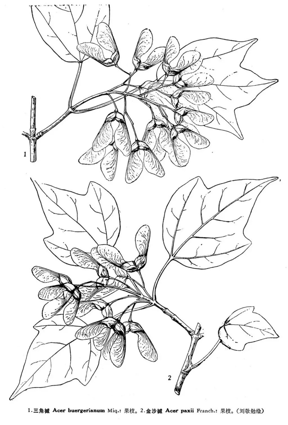 三角枫（Acer buergerianum Miq.）
三角枫（三角槭）是槭树科槭树属下的一种，现多原变种var. buergerianum，产山东、河南、江苏、浙江、安徽、江西、湖北、湖南、贵州和广东等省。生于海拔300-1000米的阔叶林中。日本也有分布。
三角枫属于落叶乔木，高5-10米，稀达20米。树皮褐色或深褐色，粗糙。小枝细瘦；当年生枝紫色或紫绿色，近于无毛，叶纸质，基部近于圆形或楔形，外貌椭圆形或倒卵形，长6-10厘米，通常浅3裂，裂片向前延伸，稀全缘，中央裂片三角卵形，急尖、锐尖或短渐尖；裂片边缘通常全缘，稀具少数锯齿；裂片间的凹缺钝尖；上面深绿色，下面黄绿色或淡绿色，被白粉，花多数常成顶生被短柔毛的伞房花序，直径约3厘米，开花在叶长大以后；花瓣5 ，淡黄色，狭窄披针形或匙状披针形，长约2 毫米，花柱无毛，很短、2裂，柱头平展或略反卷；翅与小坚果共长2-2.5厘米，稀达3厘米，宽9-10毫米，中部最宽，基部狭窄，张开成锐角或近于直立。
花期4月，果期8月。
