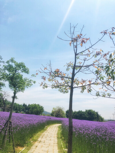 遇见马鞭草