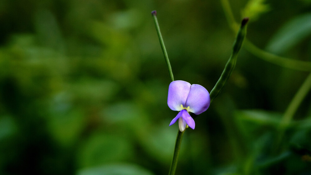 豆角花