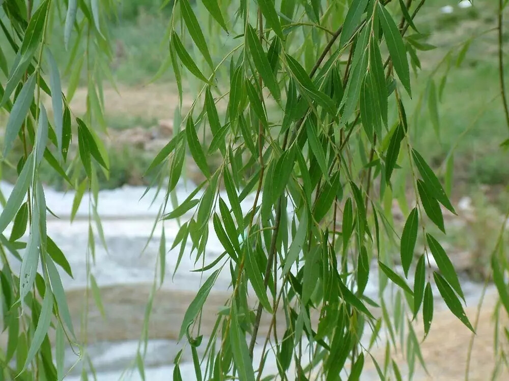 垂柳（Salix babylonica L.）
垂柳是杨柳科（Salicaceae）柳属（Salix L.）下的一种，中国主要分布在长江流域与黄河流域，其他各地均栽培，在亚洲、欧洲、美洲各国均有引种。
垂柳属于落叶乔木，高达12-18米，树冠开展而疏散。树皮灰黑色，不规则开裂；枝细，下垂，淡褐黄色、淡褐色或带紫色，无毛。芽线形，先端急尖。叶狭披针形或线状披针形，长9-16厘米，先端长渐尖，花序先叶开放，或与叶同时开放；雄花序有短梗，轴有毛；雄蕊2，花药红黄色；苞片披针形，外面有毛，腺体2；雌花序长达2-3(5)厘米，有梗，腺体1。蒴果长3-4毫米，带绿黄褐色。
花期3-4月，果期4-5月。
