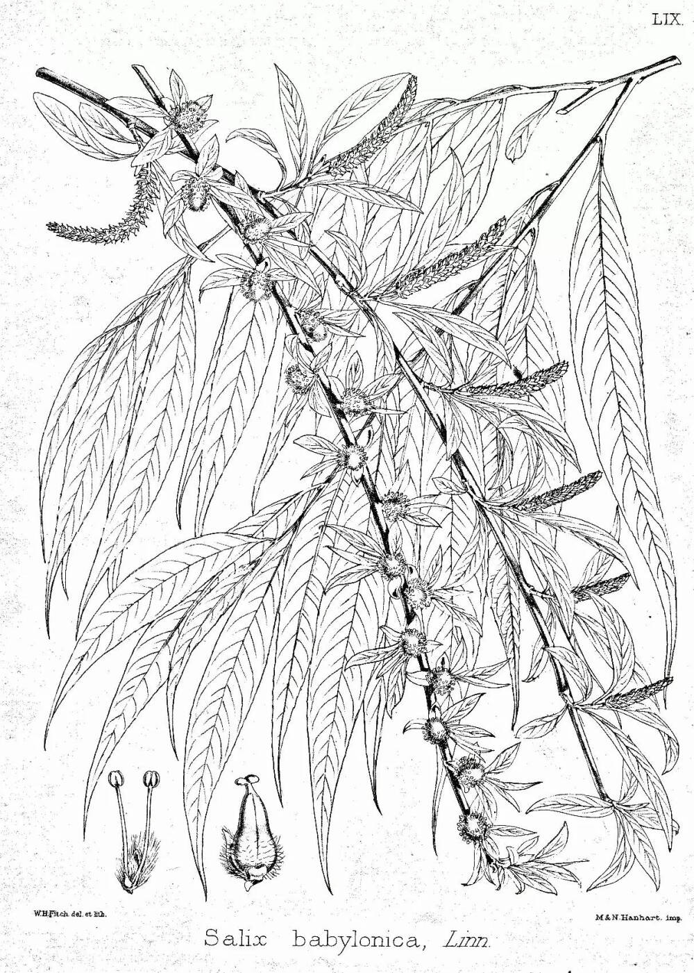 垂柳（Salix babylonica L.）
垂柳是杨柳科（Salicaceae）柳属（Salix L.）下的一种，中国主要分布在长江流域与黄河流域，其他各地均栽培，在亚洲、欧洲、美洲各国均有引种。
垂柳属于落叶乔木，高达12-18米，树冠开展而疏散。树皮灰黑色，不规则开裂；枝细，下垂，淡褐黄色、淡褐色或带紫色，无毛。芽线形，先端急尖。叶狭披针形或线状披针形，长9-16厘米，先端长渐尖，花序先叶开放，或与叶同时开放；雄花序有短梗，轴有毛；雄蕊2，花药红黄色；苞片披针形，外面有毛，腺体2；雌花序长达2-3(5)厘米，有梗，腺体1。蒴果长3-4毫米，带绿黄褐色。
花期3-4月，果期4-5月。
