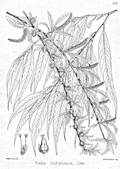 垂柳（Salix babylonica L.）
垂柳是杨柳科（Salicaceae）柳属（Salix L.）下的一种，中国主要分布在长江流域与黄河流域，其他各地均栽培，在亚洲、欧洲、美洲各国均有引种。
垂柳属于落叶乔木，高达12-18米，树冠…