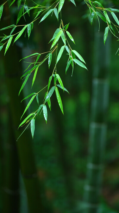 杨柳科
落叶木本树皮苦，单叶互生花单性。
雌雄异株葇荑状，苞片膜质无花被。
雄花雄蕊2至多，雌花2皮合1室。
早春飞絮状如雪，种子基部生长毛。