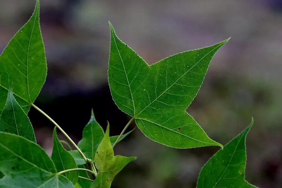 枫香（Liquidambar formosana Hance）
枫香是金缕梅科枫香属下的一种，产我国秦岭及淮河以南各省，北起河南、山东，东至台湾，西至四川、云南及西藏，南至广东；亦见于越南北部，老挝及朝鲜南部。性喜阳光，多生于平地，村落附近，及低山的次生林。
枫香属于落叶乔木，高达30米，胸径最大可达1米，树皮灰褐色，方块状剥落；小枝干后灰色，被柔毛，略有皮孔；叶薄革质，阔卵形，掌状3裂，中央裂片较长，边缘有锯齿，齿尖有腺状突；叶柄长达11厘米，常有短柔毛；雄性短穗状花序常多个排成总状，头状果序圆球形，木质，直径3-4厘米；蒴果下半部藏于花序轴内，有宿存花柱及针刺状萼齿。种子多数，褐色，多角形或有窄翅。
花期3-4月,果期9-10月。
