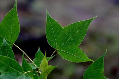 枫香（Liquidambar formosana Hance）
枫香是金缕梅科枫香属下的一种，产我国秦岭及淮河以南各省，北起河南、山东，东至台湾，西至四川、云南及西藏，南至广东；亦见于越南北部，老挝及朝鲜南部。性喜阳光，多生于…