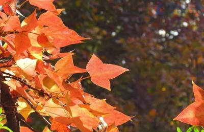 枫香（Liquidambar formosana Hance）
枫香是金缕梅科枫香属下的一种，产我国秦岭及淮河以南各省，北起河南、山东，东至台湾，西至四川、云南及西藏，南至广东；亦见于越南北部，老挝及朝鲜南部。性喜阳光，多生于…