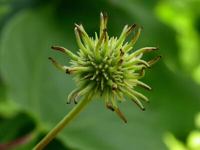 枫香（Liquidambar formosana Hance）
枫香是金缕梅科枫香属下的一种，产我国秦岭及淮河以南各省，北起河南、山东，东至台湾，西至四川、云南及西藏，南至广东；亦见于越南北部，老挝及朝鲜南部。性喜阳光，多生于…