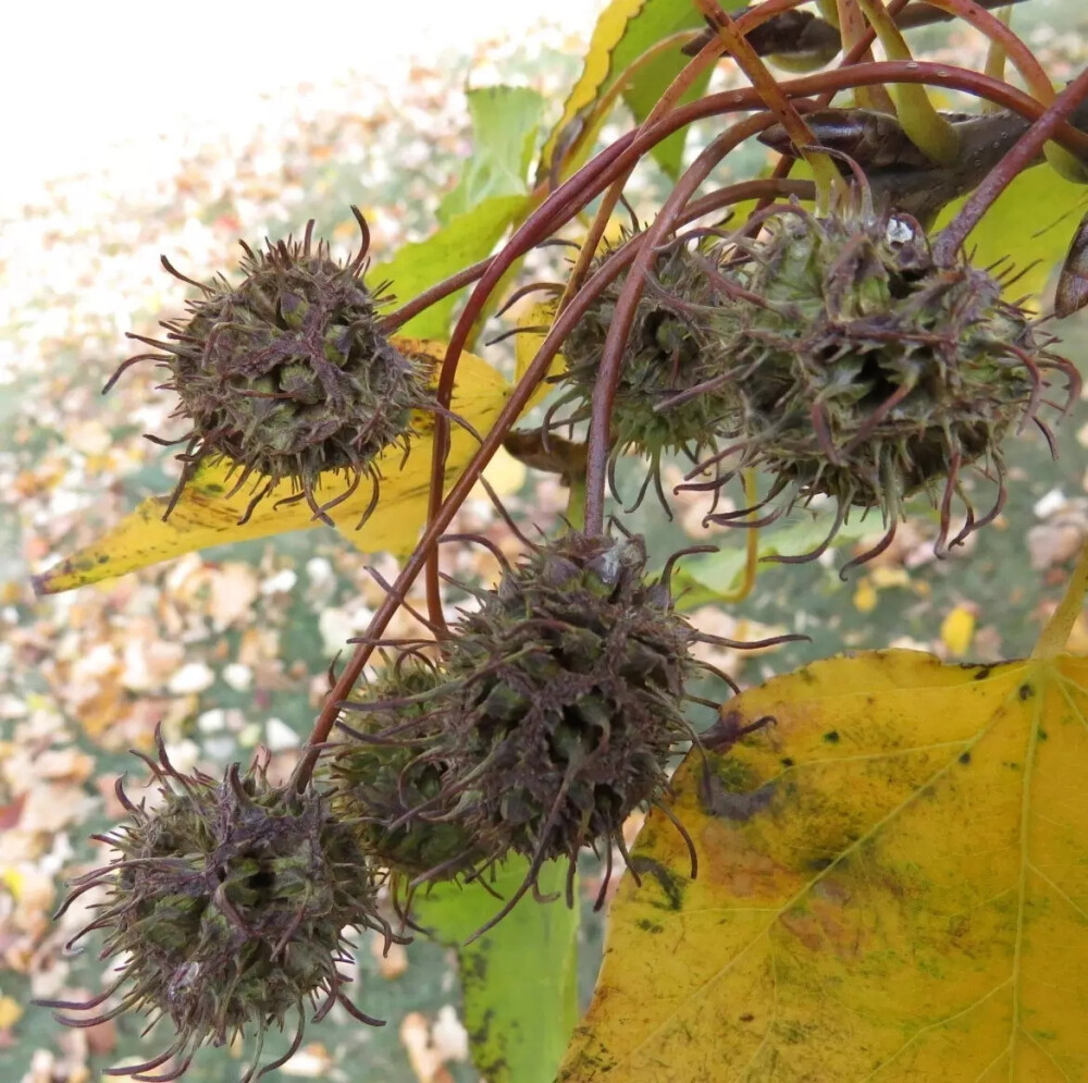 枫香（Liquidambar formosana Hance）
枫香是金缕梅科枫香属下的一种，产我国秦岭及淮河以南各省，北起河南、山东，东至台湾，西至四川、云南及西藏，南至广东；亦见于越南北部，老挝及朝鲜南部。性喜阳光，多生于平地，村落附近，及低山的次生林。
枫香属于落叶乔木，高达30米，胸径最大可达1米，树皮灰褐色，方块状剥落；小枝干后灰色，被柔毛，略有皮孔；叶薄革质，阔卵形，掌状3裂，中央裂片较长，边缘有锯齿，齿尖有腺状突；叶柄长达11厘米，常有短柔毛；雄性短穗状花序常多个排成总状，头状果序圆球形，木质，直径3-4厘米；蒴果下半部藏于花序轴内，有宿存花柱及针刺状萼齿。种子多数，褐色，多角形或有窄翅。
花期3-4月,果期9-10月。
