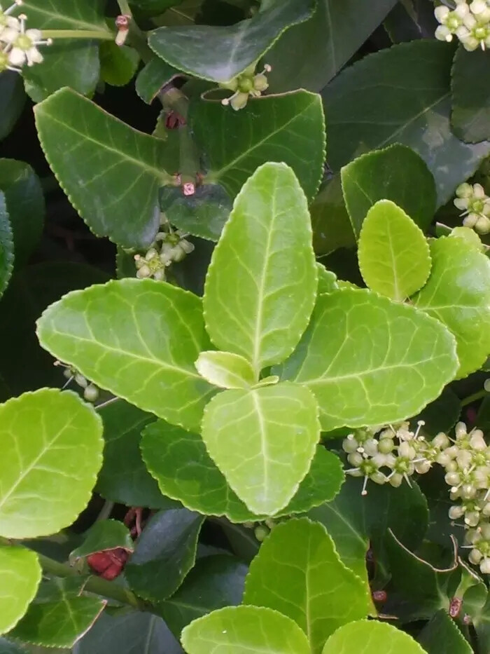 大叶黄杨（Euonymus japonicus Thunb.）
大叶黄杨（正木、冬青卫矛）是卫矛科卫矛属下的一种，原产日本南部，中国引进种植，现各地均有栽培。
大叶黄杨属于常绿灌木或小乔木，高可达3米；小枝四棱，具细微皱突。叶革质，有光泽，倒卵形或椭圆形，长3-5厘米，先端圆阔或急尖，边缘具有浅细钝齿；聚伞花序5-12花，2-3次分枝，分枝及花序梗均扁壮，花白绿色，直径5-7毫米；花瓣近卵圆形，雄蕊花药长圆状。蒴果近球状，直径约8毫米，淡红色。
花期6-7月，果熟期9-10月。
