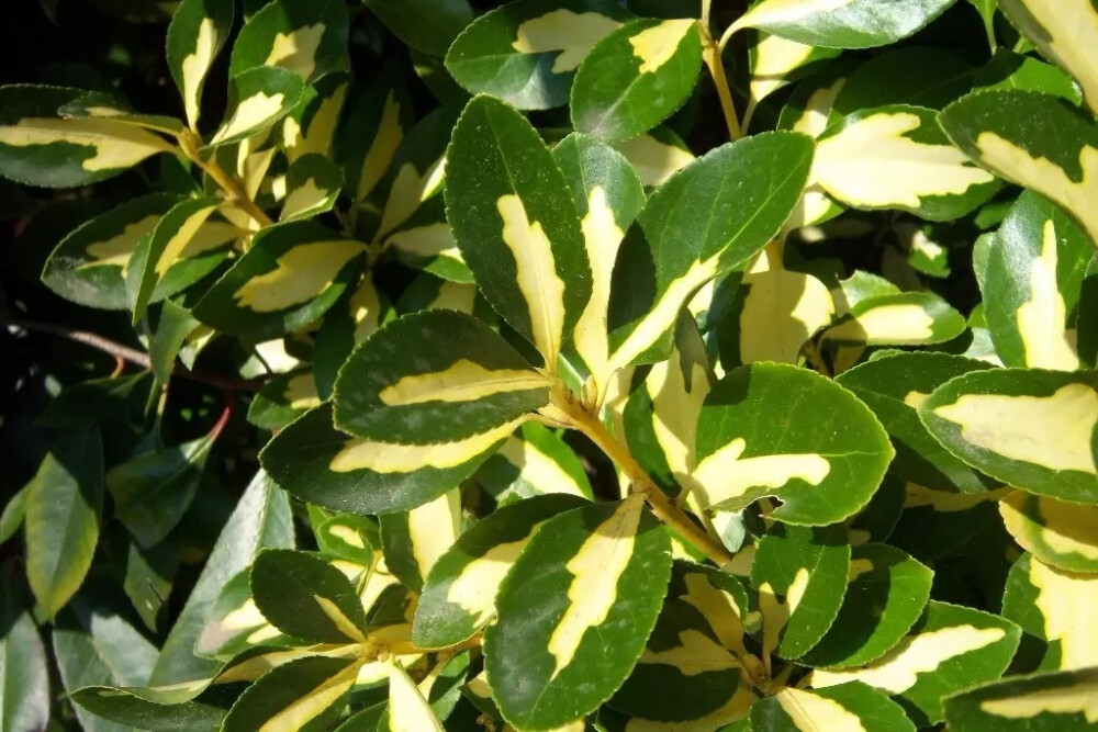 大叶黄杨（Euonymus japonicus Thunb.）
大叶黄杨（正木、冬青卫矛）是卫矛科卫矛属下的一种，原产日本南部，中国引进种植，现各地均有栽培。
大叶黄杨属于常绿灌木或小乔木，高可达3米；小枝四棱，具细微皱突。叶革质，有光泽，倒卵形或椭圆形，长3-5厘米，先端圆阔或急尖，边缘具有浅细钝齿；聚伞花序5-12花，2-3次分枝，分枝及花序梗均扁壮，花白绿色，直径5-7毫米；花瓣近卵圆形，雄蕊花药长圆状。蒴果近球状，直径约8毫米，淡红色。
花期6-7月，果熟期9-10月。
