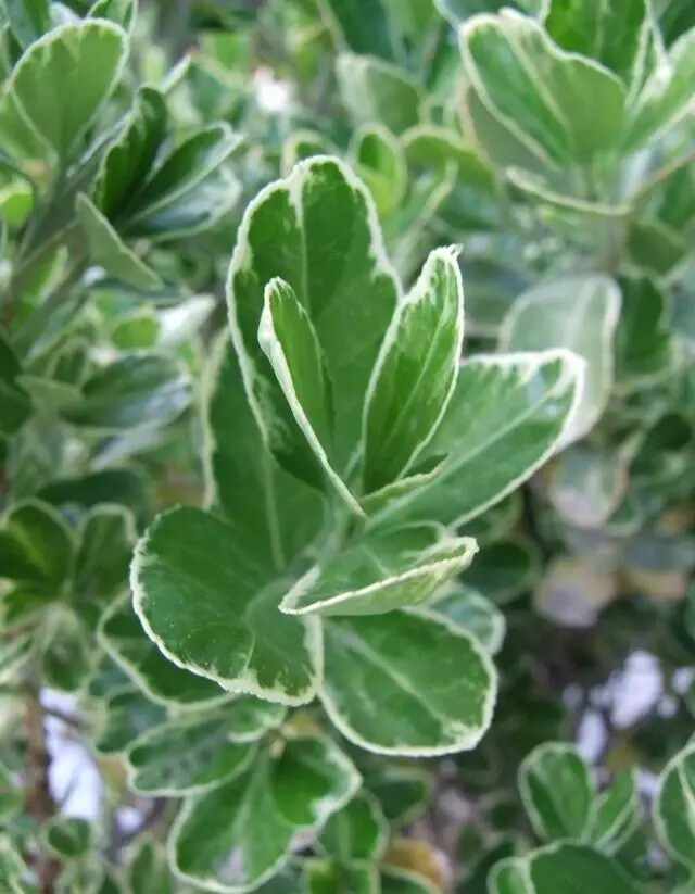 大叶黄杨（Euonymus japonicus Thunb.）
大叶黄杨（正木、冬青卫矛）是卫矛科卫矛属下的一种，原产日本南部，中国引进种植，现各地均有栽培。
大叶黄杨属于常绿灌木或小乔木，高可达3米；小枝四棱，具细微皱突。叶革质，有光泽，倒卵形或椭圆形，长3-5厘米，先端圆阔或急尖，边缘具有浅细钝齿；聚伞花序5-12花，2-3次分枝，分枝及花序梗均扁壮，花白绿色，直径5-7毫米；花瓣近卵圆形，雄蕊花药长圆状。蒴果近球状，直径约8毫米，淡红色。
花期6-7月，果熟期9-10月。
