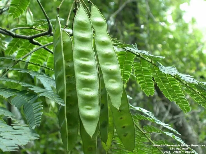 合欢（Albizia julibrissin Durazz.）
合欢（绒花树、马缨花）是合欢科合欢属下的一种，产我国东北至华南及西南部各省区。生于山坡或栽培。非洲、中亚至东亚均有分布；北美也有栽培。
合欢属于落叶乔木，高可达16米，树冠开展；小枝有棱角，嫩枝、花序和叶轴被绒毛或短柔毛。托叶线状披针形，较小叶小，早落。二回羽状复叶，羽片4-12对，栽培的有时达20对；小叶10-30对，线形至长圆形，长6-12毫米，宽1-4毫米，向上偏斜，先端有小尖头，有缘毛，头状花序于枝顶排成圆锥花序；花粉红色；花萼管状，长3毫米；花冠长8毫米，花丝长2.5厘米。荚果带状，长9-15厘米，宽1.5-2.5厘米，嫩荚有柔毛，老荚无毛。
花期6-7月；果期8-10月。
