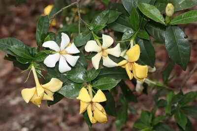 栀子花（Ixora chinensis Lam.）
栀子花（栀子）是茜草科栀子属下的一种，原变种var. jasminoides，产于山东、江浙、安徽、江西、福建、台湾、两湖、两广、香港、海南、云贵川。河北、陕西和甘肃有栽培；国外分布于…