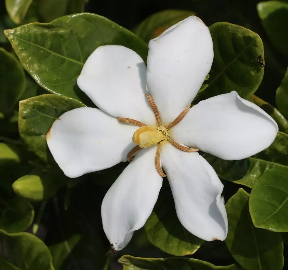 栀子花（Ixora?chinensis?Lam.）
栀子花（栀子）是茜草科栀子属下的一种，原变种var. jasminoides，产于山东、江浙、安徽、江西、福建、台湾、两湖、两广、香港、海南、云贵川。河北、陕西和甘肃有栽培；国外分布于日本、朝鲜、越南、老挝、柬埔寨、印度、尼泊尔、巴基斯坦等国家。
栀子花属于常绿灌木，高0.3-3米；嫩枝常被短毛，枝圆柱形，灰色。叶对生，革质，稀为纸质，少为3枚轮生，叶形多样，通常为长圆状披针形、倒卵状长圆形、倒卵形或椭圆形，长3-25厘米，宽1.5-8厘米，顶端渐尖、骤然长渐尖或短尖而钝，基部楔形或短尖，两面常无毛，上面亮绿，下面色较暗；侧脉8-15对，在下面凸起，在上面平；叶柄长0.2-1厘米；托叶膜质。
花芳香，通常单朵生于枝顶，花梗长3-5毫米；萼管倒圆锥形或卵形，长8-25毫米，有纵棱，萼檐管形，膨大，顶部5-8裂，通常6裂，长10-30毫米，宽1-4毫米，结果时增长，宿存；花冠白色或乳黄色，高脚碟状，喉部有疏柔毛，冠管狭圆筒形，长3-5厘米，宽4-6毫米，顶部5至8裂，通常6裂，裂片广展，倒卵形或倒卵状长圆形，长1.5-4厘米，花丝极短