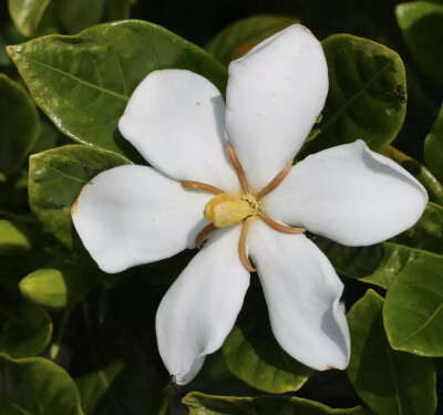 栀子花（Ixora chinensis Lam.）
栀子花（栀子）是茜草科栀子属下的一种，原变种var. jasminoides，产于山东、江浙、安徽、江西、福建、台湾、两湖、两广、香港、海南、云贵川。河北、陕西和甘肃有栽培；国外分布于…