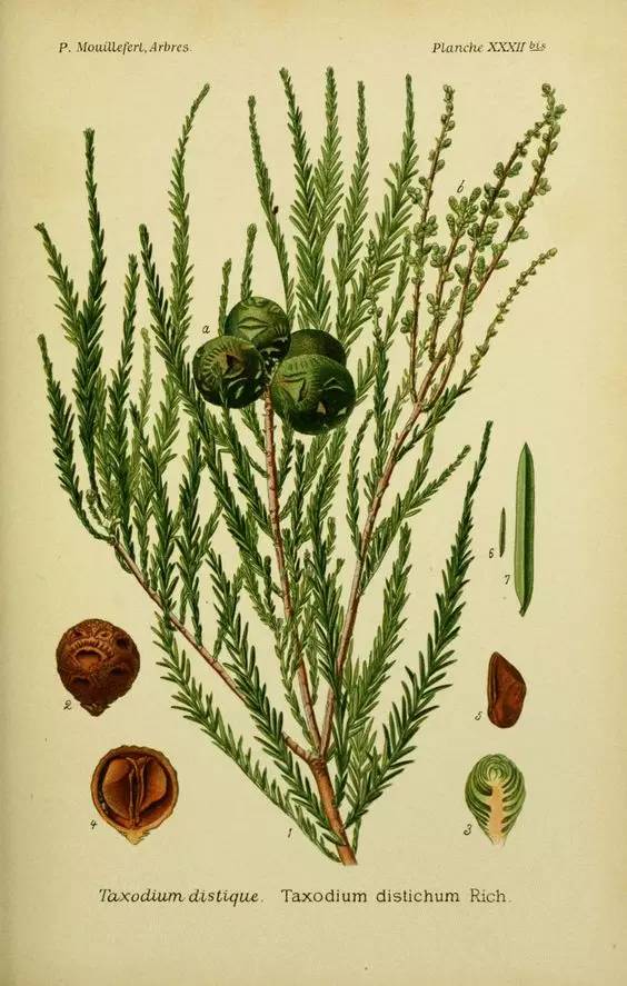 落羽杉（Taxodium distichum (L.)Rich）
落羽杉（又名落羽松），是落羽杉属下的一个种，属于孑遗树种，原产自美国东南部，有一定的耐寒能力，中国已引入栽培达半个世纪以上，长江流域以及华南大部分城市中都有栽培。
落羽杉属于落叶乔木，成株可达50m，胸径3m以上，树冠在幼年呈圆锥形，老树则展开呈伞状，最明显的特点是树干基部常膨大而有屈膝状呼吸根，树皮呈长条状剥落，枝条平展，小枝略有下垂，叶片排列成为羽状，淡绿色，秋季凋落前变为暗红褐色，果实呈圆球形或卵形。
