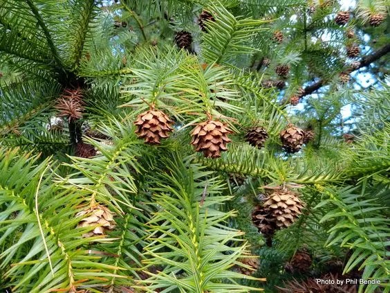 杉木（Cunninghamia lanceolata (Lamb.) Hook. (C. sinensis R. Br.)）   
杉木是杉木属下的一个种，中国特有中，已被引入国外栽培。其在中国分布较广，北自淮河以南，南至雷州半岛，东自江苏、浙江、福建沿海、西至青藏高原东南部的河谷地区均有分布。
杉木属于乔木，成株高达30m，胸径2.5-3m。树冠幼年期为尖塔形，成株为广圆锥形，树皮褐色，裂开呈长条片状脱落。叶片呈针形或长条披针形，革质，坚硬，深绿色有光泽，果实呈卵圆形或球形。
