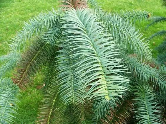 杉木（Cunninghamia lanceolata (Lamb.) Hook. (C. sinensis R. Br.)）   
杉木是杉木属下的一个种，中国特有中，已被引入国外栽培。其在中国分布较广，北自淮河以南，南至雷州半岛，东自江苏、浙江、福建沿海、西至青藏高原东南部的河谷地区均有分布。
杉木属于乔木，成株高达30m，胸径2.5-3m。树冠幼年期为尖塔形，成株为广圆锥形，树皮褐色，裂开呈长条片状脱落。叶片呈针形或长条披针形，革质，坚硬，深绿色有光泽，果实呈卵圆形或球形。
