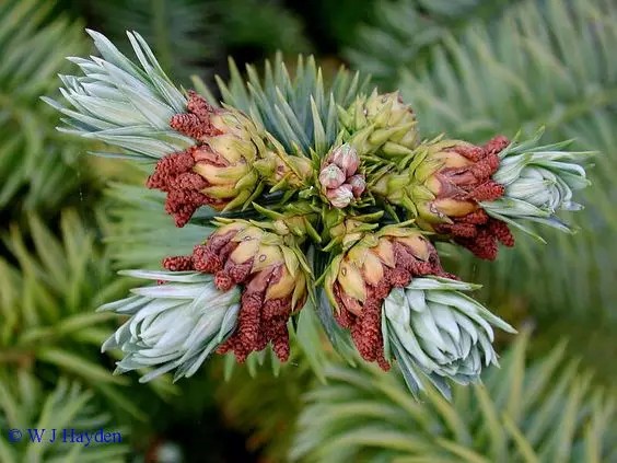 杉木（Cunninghamia lanceolata (Lamb.) Hook. (C. sinensis R. Br.)）   
杉木是杉木属下的一个种，中国特有中，已被引入国外栽培。其在中国分布较广，北自淮河以南，南至雷州半岛，东自江苏、浙江、福建沿海、西至青藏高原东南部的河谷地区均有分布。
杉木属于乔木，成株高达30m，胸径2.5-3m。树冠幼年期为尖塔形，成株为广圆锥形，树皮褐色，裂开呈长条片状脱落。叶片呈针形或长条披针形，革质，坚硬，深绿色有光泽，果实呈卵圆形或球形。
