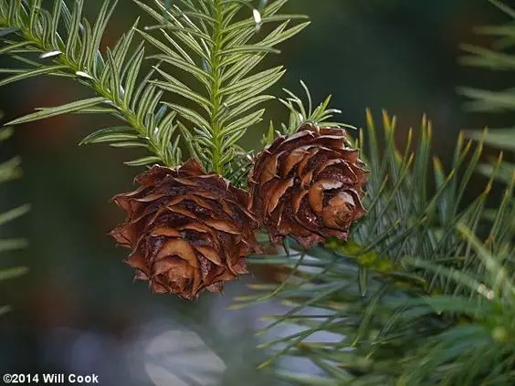 杉木（Cunninghamia lanceolata (Lamb.) Hook. (C. sinensis R. Br.)）   
杉木是杉木属下的一个种，中国特有中，已被引入国外栽培。其在中国分布较广，北自淮河以南，南至雷州半岛，东自江苏、浙江、福建沿海、西至青藏高原东南部的河谷地区均有分布。
杉木属于乔木，成株高达30m，胸径2.5-3m。树冠幼年期为尖塔形，成株为广圆锥形，树皮褐色，裂开呈长条片状脱落。叶片呈针形或长条披针形，革质，坚硬，深绿色有光泽，果实呈卵圆形或球形。
