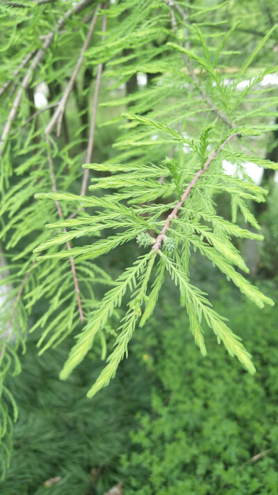 落雨杉