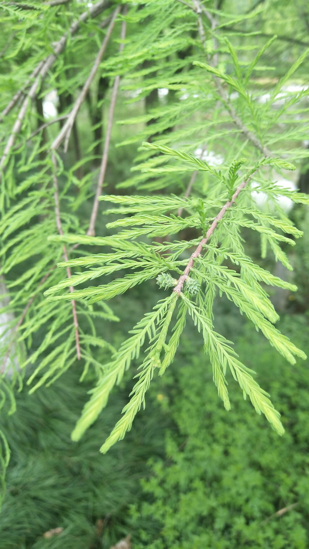 落雨杉