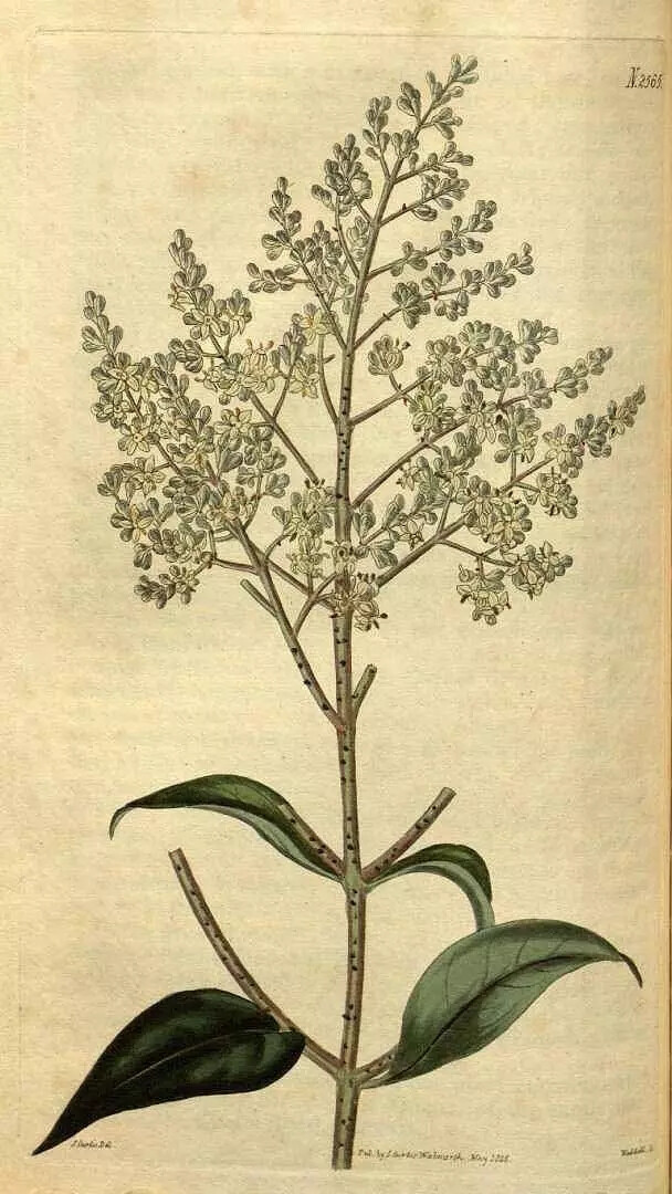 女贞（Ligustrum lucidum Ait.）
女贞是木犀科女贞属下的一种，原变型f. lucidum，产于长江以南至华南、西南各省区，向西北分布至陕西、甘肃。生海拔2 900米以下疏、密林中。朝鲜也有分布，印度、尼泊尔有栽培。
女贞属于常绿大灌木或乔木，高可达25米；树皮灰褐色。枝黄褐色、灰色或紫红色，圆柱形，疏生圆形或长圆形皮孔。叶片常绿，革质，卵形、长卵形或椭圆形至宽椭圆形，长6-17厘米，宽3-8厘米，先端锐尖至渐尖或钝，基部圆形或近圆形，有时宽楔形或渐狭，叶缘平坦，上面光亮，两面无毛，中脉在上面凹入，下面凸起，侧脉4-9对，两面稍凸起或有时不明显；叶柄无毛。
圆锥花序顶生，长8-20厘米，宽8-25厘米；花序梗长0-3厘米；花序轴及分枝轴无毛，紫色或黄棕色，果时具棱；花序基部苞片常与叶同型，小苞片披针形或线形，花无梗或近无梗，花萼无毛，齿不明显或近截形；花冠长4-5毫米，花冠管长1.5-3毫米，裂片长2-2.5毫米，反折：花丝长1.5-3毫米，花药长圆形，花柱长1.5-2毫米，柱头棒状。果肾形或近肾形，长7-10毫米，径4-6毫米，深蓝黑色，成熟呈红黑色，被白毛。