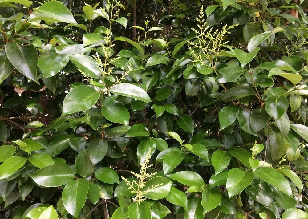 女贞（Ligustrum lucidum Ait.）
女贞是木犀科女贞属下的一种，原变型f. lucidum，产于长江以南至华南、西南各省区，向西北分布至陕西、甘肃。生海拔2 900米以下疏、密林中。朝鲜也有分布，印度、尼泊尔有栽培。
女贞属于常绿大灌木或乔木，高可达25米；树皮灰褐色。枝黄褐色、灰色或紫红色，圆柱形，疏生圆形或长圆形皮孔。叶片常绿，革质，卵形、长卵形或椭圆形至宽椭圆形，长6-17厘米，宽3-8厘米，先端锐尖至渐尖或钝，基部圆形或近圆形，有时宽楔形或渐狭，叶缘平坦，上面光亮，两面无毛，中脉在上面凹入，下面凸起，侧脉4-9对，两面稍凸起或有时不明显；叶柄无毛。
圆锥花序顶生，长8-20厘米，宽8-25厘米；花序梗长0-3厘米；花序轴及分枝轴无毛，紫色或黄棕色，果时具棱；花序基部苞片常与叶同型，小苞片披针形或线形，花无梗或近无梗，花萼无毛，齿不明显或近截形；花冠长4-5毫米，花冠管长1.5-3毫米，裂片长2-2.5毫米，反折：花丝长1.5-3毫米，花药长圆形，花柱长1.5-2毫米，柱头棒状。果肾形或近肾形，长7-10毫米，径4-6毫米，深蓝黑色，成熟呈红黑色，被白毛。