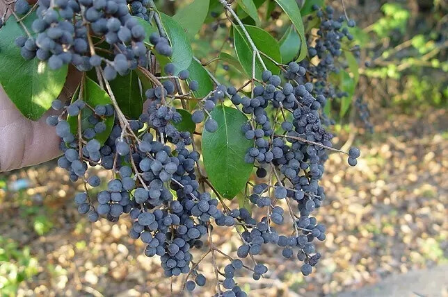 女贞（Ligustrum lucidum Ait.）
女贞是木犀科女贞属下的一种，原变型f. lucidum，产于长江以南至华南、西南各省区，向西北分布至陕西、甘肃。生海拔2 900米以下疏、密林中。朝鲜也有分布，印度、尼泊尔有栽培。
女贞属于常绿大灌木或乔木，高可达25米；树皮灰褐色。枝黄褐色、灰色或紫红色，圆柱形，疏生圆形或长圆形皮孔。叶片常绿，革质，卵形、长卵形或椭圆形至宽椭圆形，长6-17厘米，宽3-8厘米，先端锐尖至渐尖或钝，基部圆形或近圆形，有时宽楔形或渐狭，叶缘平坦，上面光亮，两面无毛，中脉在上面凹入，下面凸起，侧脉4-9对，两面稍凸起或有时不明显；叶柄无毛。
圆锥花序顶生，长8-20厘米，宽8-25厘米；花序梗长0-3厘米；花序轴及分枝轴无毛，紫色或黄棕色，果时具棱；花序基部苞片常与叶同型，小苞片披针形或线形，花无梗或近无梗，花萼无毛，齿不明显或近截形；花冠长4-5毫米，花冠管长1.5-3毫米，裂片长2-2.5毫米，反折：花丝长1.5-3毫米，花药长圆形，花柱长1.5-2毫米，柱头棒状。果肾形或近肾形，长7-10毫米，径4-6毫米，深蓝黑色，成熟呈红黑色，被白毛。