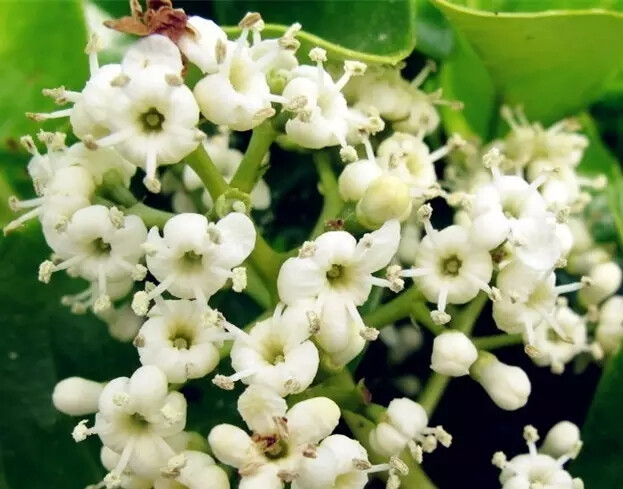 女贞（Ligustrum lucidum Ait.）
女贞是木犀科女贞属下的一种，原变型f. lucidum，产于长江以南至华南、西南各省区，向西北分布至陕西、甘肃。生海拔2 900米以下疏、密林中。朝鲜也有分布，印度、尼泊尔有栽培。
女贞属于常绿大灌木或乔木，高可达25米；树皮灰褐色。枝黄褐色、灰色或紫红色，圆柱形，疏生圆形或长圆形皮孔。叶片常绿，革质，卵形、长卵形或椭圆形至宽椭圆形，长6-17厘米，宽3-8厘米，先端锐尖至渐尖或钝，基部圆形或近圆形，有时宽楔形或渐狭，叶缘平坦，上面光亮，两面无毛，中脉在上面凹入，下面凸起，侧脉4-9对，两面稍凸起或有时不明显；叶柄无毛。
圆锥花序顶生，长8-20厘米，宽8-25厘米；花序梗长0-3厘米；花序轴及分枝轴无毛，紫色或黄棕色，果时具棱；花序基部苞片常与叶同型，小苞片披针形或线形，花无梗或近无梗，花萼无毛，齿不明显或近截形；花冠长4-5毫米，花冠管长1.5-3毫米，裂片长2-2.5毫米，反折：花丝长1.5-3毫米，花药长圆形，花柱长1.5-2毫米，柱头棒状。果肾形或近肾形，长7-10毫米，径4-6毫米，深蓝黑色，成熟呈红黑色，被白毛。