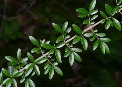 小叶女贞（Ligustrum quihoui Carr.）
小叶女贞是木犀科女贞属下的一种，产于陕西南部、山东、江苏、安徽、浙江、江西、河南、湖北、四川、贵州西北部、云南、西藏。
小叶女贞属于落叶或半常绿灌木（南方多常绿）…