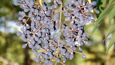 小叶女贞（Ligustrum quihoui Carr.）
小叶女贞是木犀科女贞属下的一种，产于陕西南部、山东、江苏、安徽、浙江、江西、河南、湖北、四川、贵州西北部、云南、西藏。
小叶女贞属于落叶或半常绿灌木（南方多常绿）…