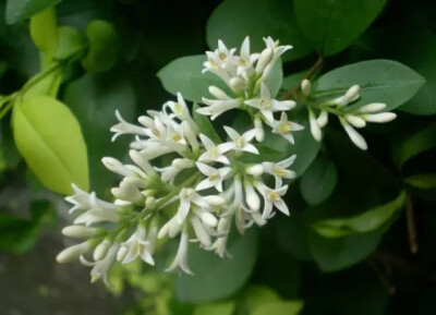 小叶女贞（Ligustrum quihoui Carr.）
小叶女贞是木犀科女贞属下的一种，产于陕西南部、山东、江苏、安徽、浙江、江西、河南、湖北、四川、贵州西北部、云南、西藏。
小叶女贞属于落叶或半常绿灌木（南方多常绿）…