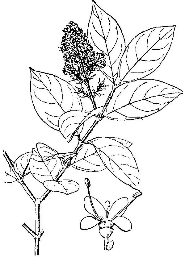 小蜡（Ligustrum sinense Lour.）
小蜡是木犀科女贞属下的一种，原变种var. sinense，产于江苏、浙江、安徽、江西、福建、台湾、湖北、湖南、广东、广西、贵州、四川、云南，马来西亚也栽培。
小蜡属于落叶或半常绿灌木或小乔木（南方多常绿），高2-4(-7)米。小枝圆柱形，幼时被淡黄色短柔毛或柔毛，老时近无毛。叶片纸质或薄革质，卵形、椭圆状卵形、长圆形、长圆状椭圆形至披针形，或近圆形，长2-7(-9)厘米，宽1-3(-3.5)厘米，先端锐尖、短渐尖至渐尖，或钝而微凹，基部宽楔形至近圆形，或为楔形，上面深绿色，疏被短柔毛或无毛，或仅沿中脉被短柔毛，下面淡绿色，疏被短柔毛或无毛，常沿中脉被短柔毛，叶柄长28毫米，被短柔毛。
圆锥花序顶生或腋生，塔形，长4-11厘米，宽3-8厘米；花序轴被较密淡黄色短柔毛或柔毛以至近无毛；花梗长1-3毫米，被短柔毛或无毛；花萼无毛，长1-1.5毫米，先端呈截形或呈浅波状齿；花冠长3.5-5.5毫米，花冠管长1.5-2.5毫米，裂片长圆状椭圆形或卵状椭圆形，长2-4毫米；花丝与裂片近等长或长于裂片，花药长圆形，长约1毫米。果近球形，