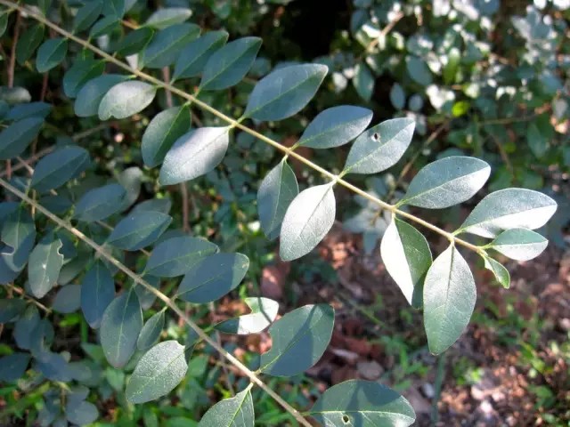 小蜡（Ligustrum sinense Lour.）
小蜡是木犀科女贞属下的一种，原变种var. sinense，产于江苏、浙江、安徽、江西、福建、台湾、湖北、湖南、广东、广西、贵州、四川、云南，马来西亚也栽培。
小蜡属于落叶或半常绿灌木或小乔木（南方多常绿），高2-4(-7)米。小枝圆柱形，幼时被淡黄色短柔毛或柔毛，老时近无毛。叶片纸质或薄革质，卵形、椭圆状卵形、长圆形、长圆状椭圆形至披针形，或近圆形，长2-7(-9)厘米，宽1-3(-3.5)厘米，先端锐尖、短渐尖至渐尖，或钝而微凹，基部宽楔形至近圆形，或为楔形，上面深绿色，疏被短柔毛或无毛，或仅沿中脉被短柔毛，下面淡绿色，疏被短柔毛或无毛，常沿中脉被短柔毛，叶柄长28毫米，被短柔毛。
圆锥花序顶生或腋生，塔形，长4-11厘米，宽3-8厘米；花序轴被较密淡黄色短柔毛或柔毛以至近无毛；花梗长1-3毫米，被短柔毛或无毛；花萼无毛，长1-1.5毫米，先端呈截形或呈浅波状齿；花冠长3.5-5.5毫米，花冠管长1.5-2.5毫米，裂片长圆状椭圆形或卵状椭圆形，长2-4毫米；花丝与裂片近等长或长于裂片，花药长圆形，长约1毫米。果近球形，