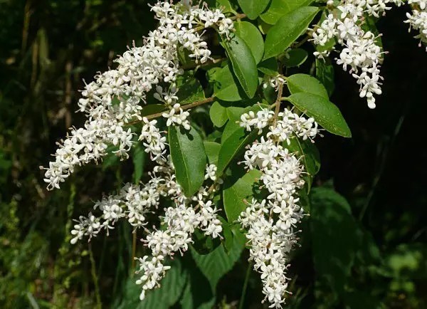 小蜡（Ligustrum sinense Lour.）
小蜡是木犀科女贞属下的一种，原变种var. sinense，产于江苏、浙江、安徽、江西、福建、台湾、湖北、湖南、广东、广西、贵州、四川、云南，马来西亚也栽培。
小蜡属于落叶或半常绿灌木或小乔木（南方多常绿），高2-4(-7)米。小枝圆柱形，幼时被淡黄色短柔毛或柔毛，老时近无毛。叶片纸质或薄革质，卵形、椭圆状卵形、长圆形、长圆状椭圆形至披针形，或近圆形，长2-7(-9)厘米，宽1-3(-3.5)厘米，先端锐尖、短渐尖至渐尖，或钝而微凹，基部宽楔形至近圆形，或为楔形，上面深绿色，疏被短柔毛或无毛，或仅沿中脉被短柔毛，下面淡绿色，疏被短柔毛或无毛，常沿中脉被短柔毛，叶柄长28毫米，被短柔毛。
圆锥花序顶生或腋生，塔形，长4-11厘米，宽3-8厘米；花序轴被较密淡黄色短柔毛或柔毛以至近无毛；花梗长1-3毫米，被短柔毛或无毛；花萼无毛，长1-1.5毫米，先端呈截形或呈浅波状齿；花冠长3.5-5.5毫米，花冠管长1.5-2.5毫米，裂片长圆状椭圆形或卵状椭圆形，长2-4毫米；花丝与裂片近等长或长于裂片，花药长圆形，长约1毫米。果近球形，