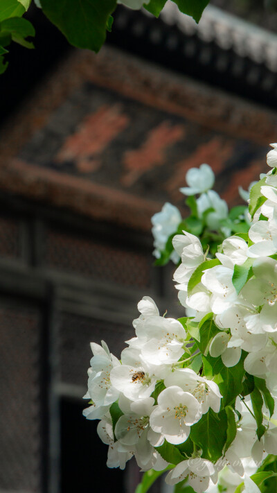 【2018京城春花，古刹海棠花】花开大觉寺，洁白的西府海棠似乎沾上了这座千年古刹的灵气，花儿也仙了许多!