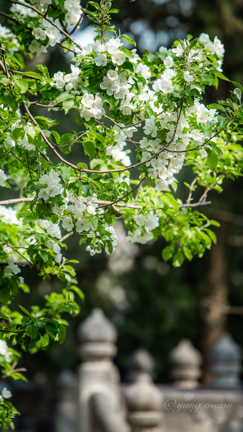 【2018京城春花，古刹海棠花】花开大觉寺，洁白的西府海棠似乎沾上了这座千年古刹的灵气，花儿也仙了许多!