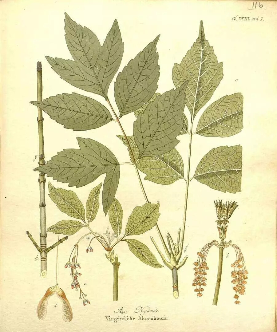 梣叶槭（Acer negundo L.）
梣叶槭（羽叶槭，英国俗称：复叶槭，美国俗称：灰叶槭）是槭树科槭树属下的一种，原产北美洲。近百年内始引种于我国，、在辽宁、内蒙古、河北、山东、河南、陕西、甘肃、新疆，江苏、浙江、江西、湖北等省区的各主要城市都有栽培。在东北和华北各省市生长较好。
梣叶槭属于落叶乔木，高达20米。树皮黄褐色或灰褐色。小枝圆柱形，无毛，当年生枝绿色，多年生枝黄褐色。羽状复叶（与其他槭树的最大不同），长10-25厘米，有3-7(稀9)枚小叶；小叶纸质，卵形或椭圆状披针形，长8-10厘米，边缘常有3-5个粗锯齿，稀全缘，上面深绿色，无毛，下面淡绿色，雄花的花序聚伞状，雌花的花序总状，均由无叶的小枝旁边生出，常下垂，花小，黄绿色，开于叶前，雌雄异株，无花瓣及花盘，雄蕊4-6，花丝很长，子房无毛。小坚果凸起，近于长圆形或长圆卵形，无毛；翅宽8-10毫米，稍向内弯，连同小坚果长3-3.5厘米，张开成锐角或近于直角。
花期4-5月，果期9月。
