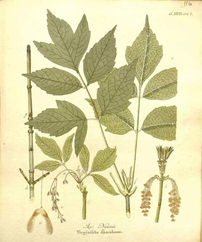 梣叶槭（Acer negundo L.）
梣叶槭（羽叶槭，英国俗称：复叶槭，美国俗称：灰叶槭）是槭树科槭树属下的一种，原产北美洲。近百年内始引种于我国，、在辽宁、内蒙古、河北、山东、河南、陕西、甘肃、新疆，江苏、浙…