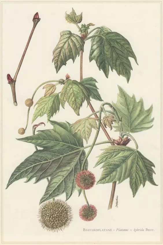 英国梧桐（Platanus acerifolia Willd.）
英国梧桐（美桐、一球悬铃木）是悬铃木科悬铃木属下的一种，是三球悬铃木 P. orientalis 与一球悬铃木 P. occidentalis 的杂交种，久经栽培，我国东北、华中及华南均有引种。
英国梧桐属于落叶大乔木，高30余米，树皮光滑，大片块状脱落；嫩枝密生灰黄色绒毛；老枝秃净，红褐色。叶阔卵形，长10-24厘米，上下两面嫩时有灰黄色毛被，下面的毛被更厚而密，上部掌状5裂，有时7裂或3裂；中央裂片阔三角形，裂片全缘或有1-2个粗大锯齿；掌状脉3条，稀为5条，花通常4数。果枝有头状果序1-2个，稀为3个，常下垂；头状果序直径约2.5厘米，宿存花柱长2-3毫米，刺状，坚果之间无突出的绒毛，或有极短的毛。
花期4一5月，果期9 -10月。
