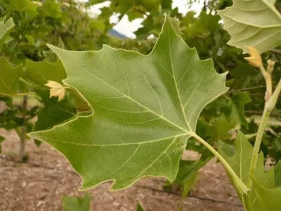 英国梧桐（Platanus acerifolia Willd.）
英国梧桐（美桐、一球悬铃木）是悬铃木科悬铃木属下的一种，是三球悬铃木 P. orientalis 与一球悬铃木 P. occidentalis 的杂交种，久经栽培，我国东北、华中及华南均有引种…