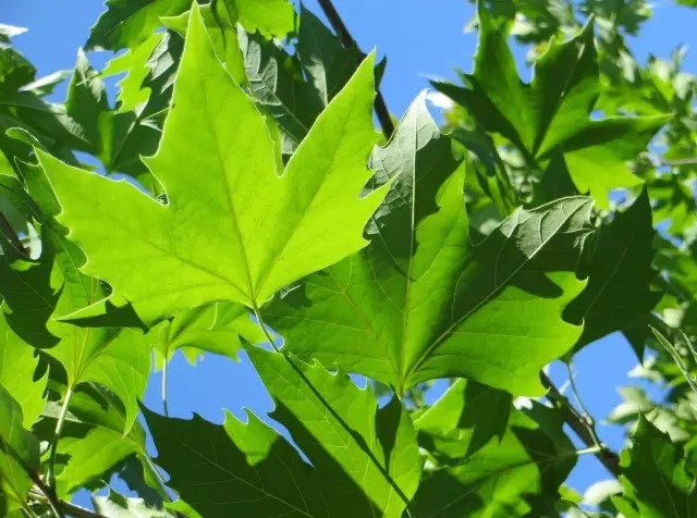 英国梧桐（Platanus acerifolia Willd.）
英国梧桐（美桐、一球悬铃木）是悬铃木科悬铃木属下的一种，是三球悬铃木 P. orientalis 与一球悬铃木 P. occidentalis 的杂交种，久经栽培，我国东北、华中及华南均有引种。
英国梧桐属于落叶大乔木，高30余米，树皮光滑，大片块状脱落；嫩枝密生灰黄色绒毛；老枝秃净，红褐色。叶阔卵形，长10-24厘米，上下两面嫩时有灰黄色毛被，下面的毛被更厚而密，上部掌状5裂，有时7裂或3裂；中央裂片阔三角形，裂片全缘或有1-2个粗大锯齿；掌状脉3条，稀为5条，花通常4数。果枝有头状果序1-2个，稀为3个，常下垂；头状果序直径约2.5厘米，宿存花柱长2-3毫米，刺状，坚果之间无突出的绒毛，或有极短的毛。
花期4一5月，果期9 -10月。
