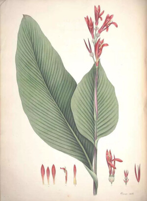 美人蕉（Canna indica L.）

美人蕉是美人蕉科美人蕉属下的一种，原产印度，中国无分布，引进种植，现全国广泛栽培。

美人蕉属于多年生草本植物，植株全部绿色，高可达1.5米。

叶片卵状长圆形，长10-30厘米，宽达10厘米。

总状花序疏花；略超出于叶片之上；花红色，单生；苞片卵形，绿色，长约1.2厘米；萼片3，披针形，长约1厘米，绿色而有时染红；花冠管长不及1厘米，花冠裂片披针形，长3-3.5厘米，绿色或红色；外轮退化雄蕊3-2枚，鲜红色，其中2枚倒披针形，长3.5-4 厘米，宽5-7毫米，另一枚如存在则特别小，长1.5厘米，宽仅1毫米；唇瓣披针形，长3厘米，弯曲；发育雄蕊长2.5厘米，花药室长6毫米；花柱扁平，长3厘米，一半和发育雄蕊的花丝连合。

蒴果绿色，长卵形，有软刺，长1.2-1.8厘米。

花果期：3-12月。

