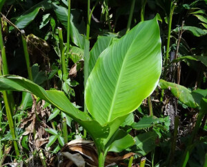 美人蕉（Canna indica L.）

美人蕉是美人蕉科美人蕉属下的一种，原产印度，中国无分布，引进种植，现全国广泛栽培。

美人蕉属于多年生草本植物，植株全部绿色，高可达1.5米。

叶片卵状长圆形，长10-30厘米，宽达10厘米。

总状花序疏花；略超出于叶片之上；花红色，单生；苞片卵形，绿色，长约1.2厘米；萼片3，披针形，长约1厘米，绿色而有时染红；花冠管长不及1厘米，花冠裂片披针形，长3-3.5厘米，绿色或红色；外轮退化雄蕊3-2枚，鲜红色，其中2枚倒披针形，长3.5-4 厘米，宽5-7毫米，另一枚如存在则特别小，长1.5厘米，宽仅1毫米；唇瓣披针形，长3厘米，弯曲；发育雄蕊长2.5厘米，花药室长6毫米；花柱扁平，长3厘米，一半和发育雄蕊的花丝连合。

蒴果绿色，长卵形，有软刺，长1.2-1.8厘米。

花果期：3-12月。

