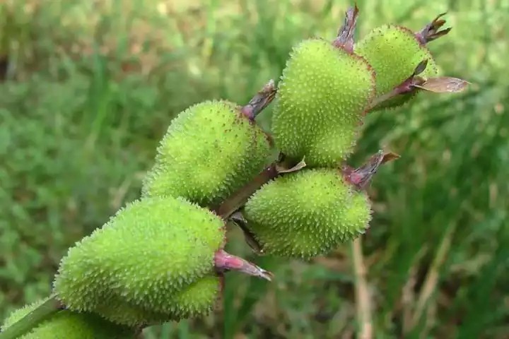 美人蕉（Canna indica L.）
美人蕉是美人蕉科美人蕉属下的一种，原产印度，中国无分布，引进种植，现全国广泛栽培。
美人蕉属于多年生草本植物，植株全部绿色，高可达1.5米。
叶片卵状长圆形，长10-30厘米，宽达10厘米。
总状花序疏花；略超出于叶片之上；花红色，单生；苞片卵形，绿色，长约1.2厘米；萼片3，披针形，长约1厘米，绿色而有时染红；花冠管长不及1厘米，花冠裂片披针形，长3-3.5厘米，绿色或红色；外轮退化雄蕊3-2枚，鲜红色，其中2枚倒披针形，长3.5-4 厘米，宽5-7毫米，另一枚如存在则特别小，长1.5厘米，宽仅1毫米；唇瓣披针形，长3厘米，弯曲；发育雄蕊长2.5厘米，花药室长6毫米；花柱扁平，长3厘米，一半和发育雄蕊的花丝连合。
蒴果绿色，长卵形，有软刺，长1.2-1.8厘米。
花果期：3-12月。
