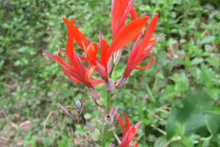 美人蕉（Canna indica L.）
美人蕉是美人蕉科美人蕉属下的一种，原产印度，中国无分布，引进种植，现全国广泛栽培。
美人蕉属于多年生草本植物，植株全部绿色，高可达1.5米。
叶片卵状长圆形，长10-30厘米，宽达10厘米。
总状花序疏花；略超出于叶片之上；花红色，单生；苞片卵形，绿色，长约1.2厘米；萼片3，披针形，长约1厘米，绿色而有时染红；花冠管长不及1厘米，花冠裂片披针形，长3-3.5厘米，绿色或红色；外轮退化雄蕊3-2枚，鲜红色，其中2枚倒披针形，长3.5-4 厘米，宽5-7毫米，另一枚如存在则特别小，长1.5厘米，宽仅1毫米；唇瓣披针形，长3厘米，弯曲；发育雄蕊长2.5厘米，花药室长6毫米；花柱扁平，长3厘米，一半和发育雄蕊的花丝连合。
蒴果绿色，长卵形，有软刺，长1.2-1.8厘米。
花果期：3-12月。
