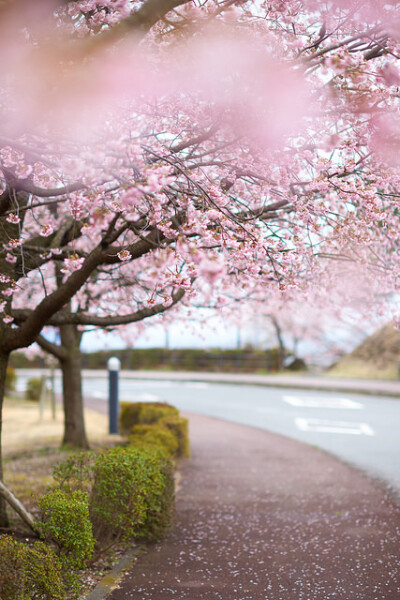 ileftmyheartintokyo:
Roadside Trees by peaceful-jp-scenery on Flickr.